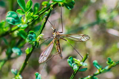 Close-up of insect on plant