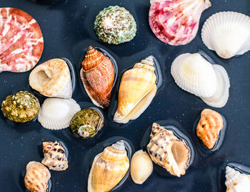 Close-up of seashells on table
