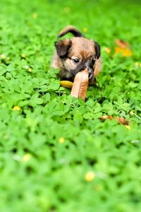 Portrait of puppy on grass