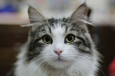 Close-up portrait of cat