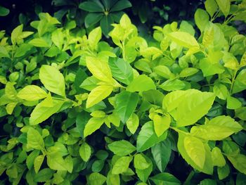 Full frame shot of green leaves