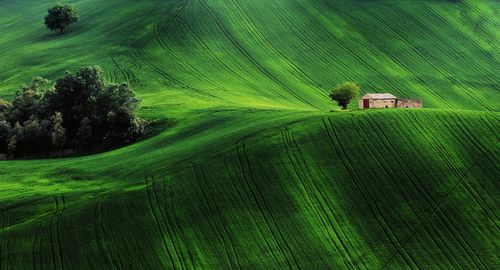 Scenic view of grassy landscape