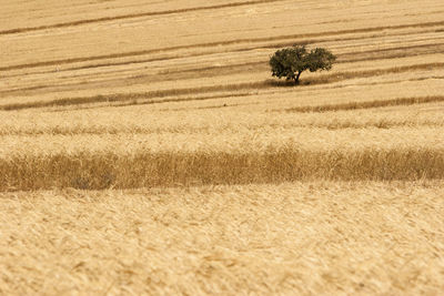 Scenic view of wheat field