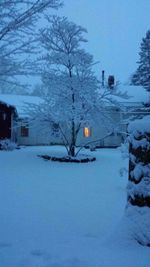 Snow covered trees on snow covered landscape