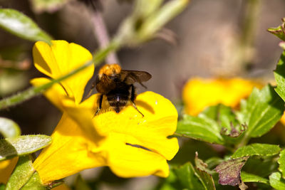 Close-up of bee pollinating on yellow flower