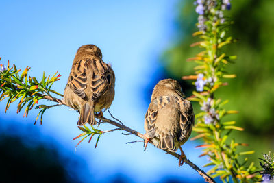 Low angle view of birds perching on tree