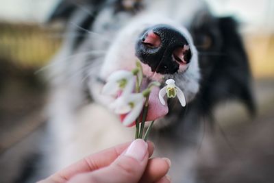 Close-up of dog licking flower being held by hand