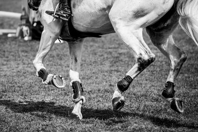 Horse jumping, equestrian sports, show jumping competition themed photograph.