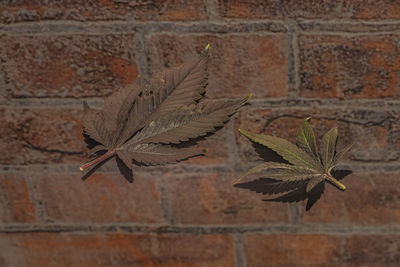 Close-up of leaves on wall