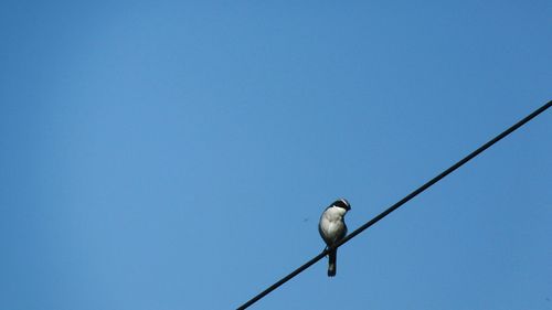 Low angle view of birds perching on wall