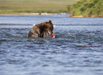 Big brown bear in shallow river with a caughting king salmon