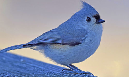 Close-up of a tufted titmouse bird