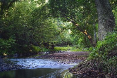 Trees in forest