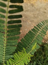 Close-up of fern leaves