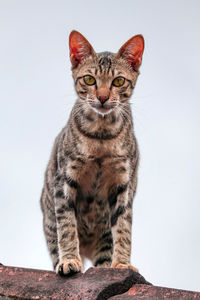 Portrait of cat sitting against white background