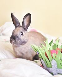 Close-up of a rabbit