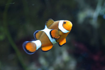 Close-up of fish swimming in sea