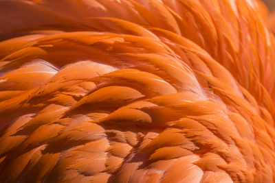 Full frame shot of flamingo feathers