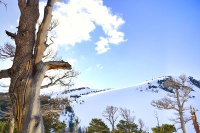 Low angle view of trees against blue sky