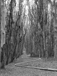 Footpath amidst trees in forest