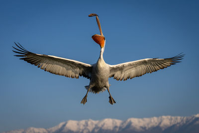 Bird flying against sky