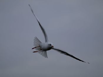 Low angle view of seagull flying