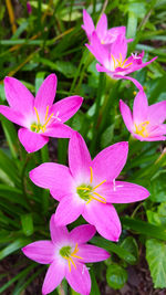 Close-up of pink flowers blooming outdoors