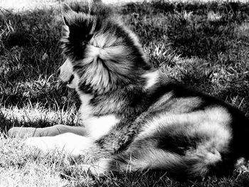 Cat resting on a field