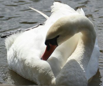 White swan in water