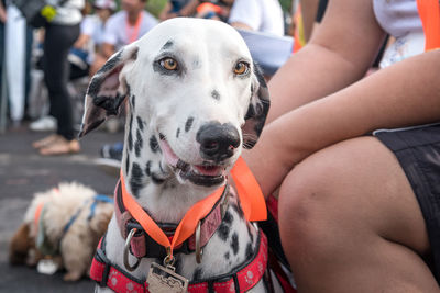 Close-up portrait of dog with dogs outdoors