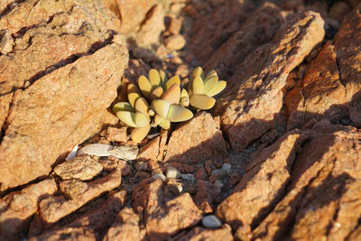 Close-up of rocks on rock