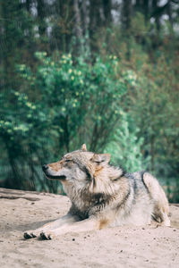 View of a dog on land