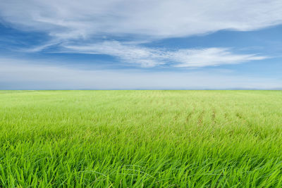 Scenic view of agricultural field against sky