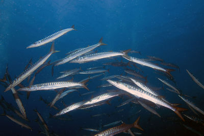 Yellowmouth barracuda - sphyraena viridensis - in the mediterranean sea