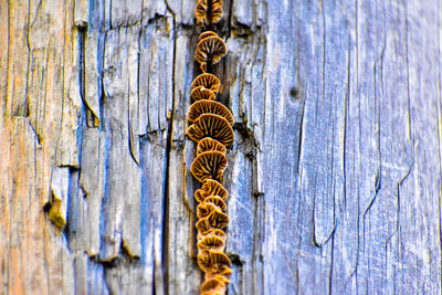 Close-up of an insect on wooden door