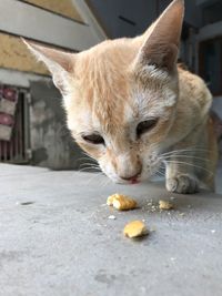 Close-up of cat eating food