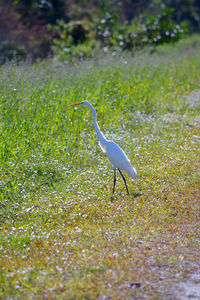 Bird on a field