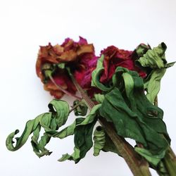 Close-up of vegetable over white background