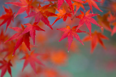 Close-up of red maple leaves