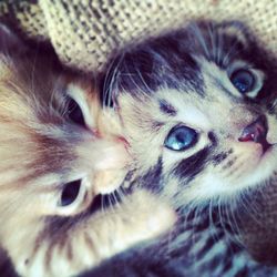 Close-up portrait of cat