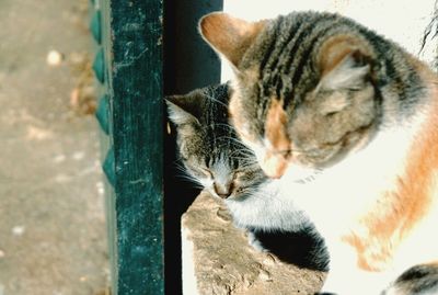 Cat looking away