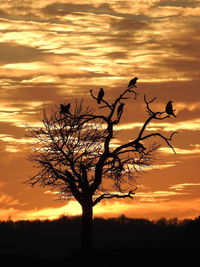 Silhouette bare tree against orange sky