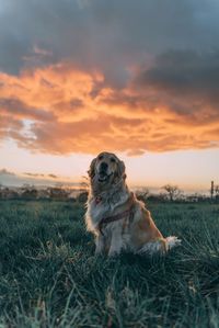 Dog sitting on field during sunset