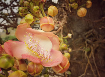 Close-up of flowering plant