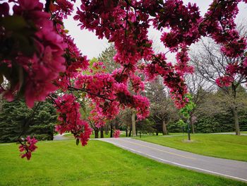 View of cherry blossom trees in park