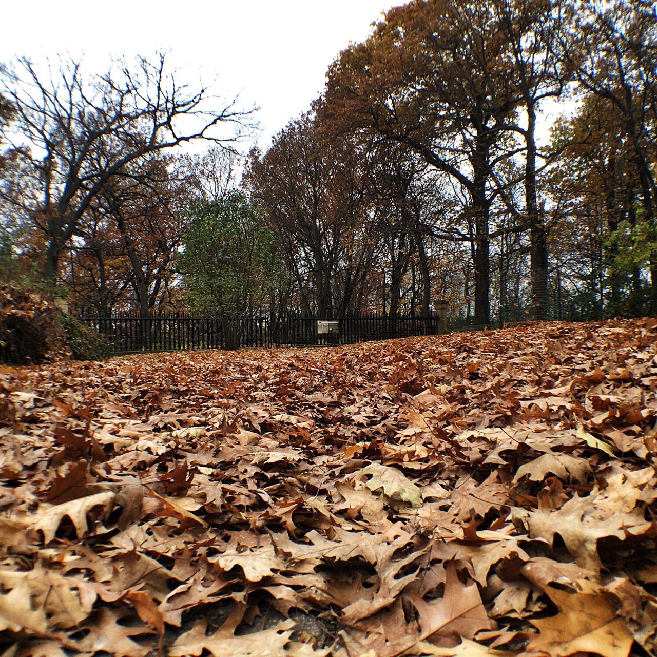 tree, autumn, leaf, tranquility, change, dry, nature, season, tranquil scene, abundance, fallen, surface level, leaves, clear sky, landscape, forest, beauty in nature, day, scenics, field