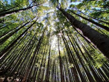 Low angle view of bamboo trees in forest