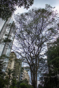Low angle view of tree against buildings in town