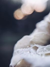 Close-up of wet ice cream