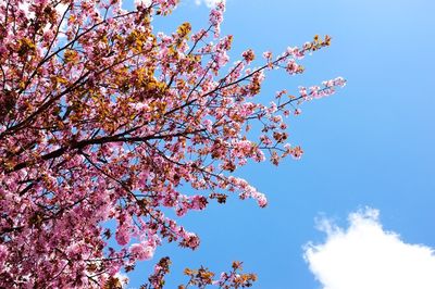 Low angle view of blossom tree against sky